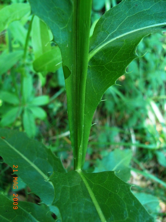 Klasea flavescens subsp. cichoracea (=Serratula cichoracea)/ Cerretta spinulosa